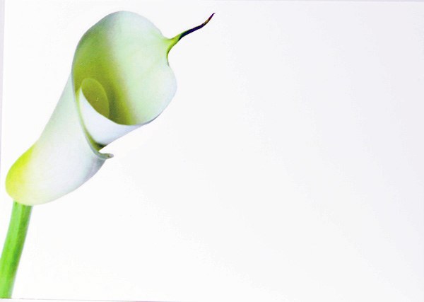 Picture of Florist Crads Large Lily x 9pcs